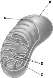 <strong>Which part of the mitochondrion shown enhances its ability to produce ATP by increasing the surface area of a mitochondrial membrane? </strong> A)structure A B)structure B C)structure C D)structure D