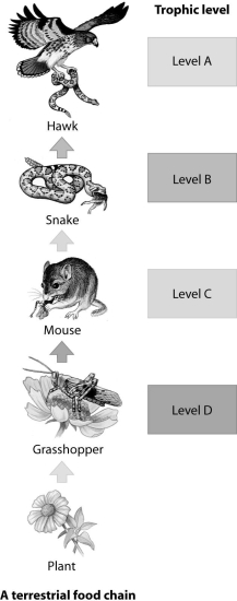 Which trophic level in this food chain represents the secondary consumer?  