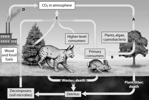 Which arrow shows CO2 released as a product of cellular respiration?