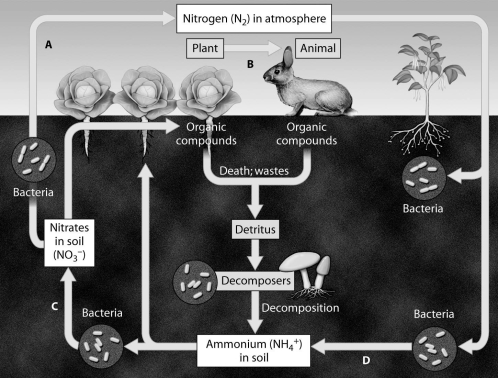 Which arrow shows nitrogen fixation?  