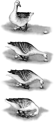 <strong>What type of behavior is illustrated by the bird in this figure? </strong> A)territoriality B)foraging C)fixed action pattern D)mating behavior