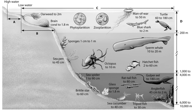 Which of the zones shown in this depiction of an aquatic biome is the photic zone?