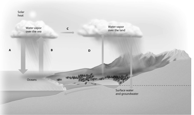 Which arrow in this image of the global water cycle includes transpiration?