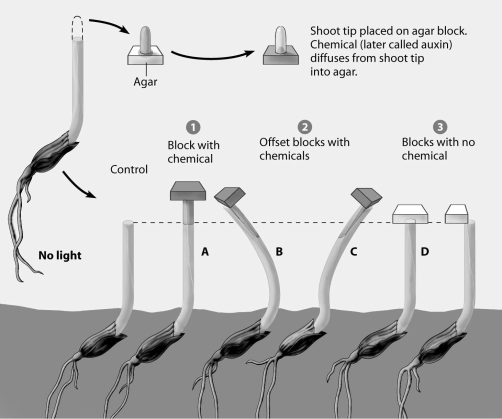 Which plant in Went's experiment shows auxin stimulating elongation in the left side of the plant only?