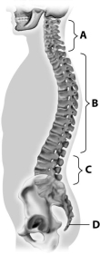 <strong>Which part of this figure depicts the thoracic vertebrae? </strong> A)part A B)part B C)part C D)part D