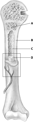 <strong>Which part of this figure depicting a bone shows spongy bone tissue? </strong> A)part A B)part B C)part C D)part D