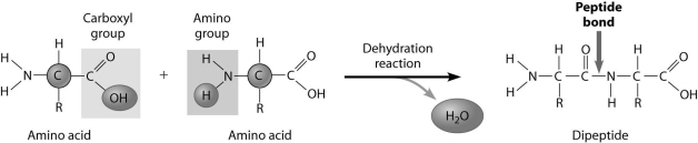 <strong>How are these two amino acids attached together? </strong> A)through a hydrolysis reaction B)amino group to carboxylic acid group C)carboxylic acid group to carboxylic acid group D)amino group to amino group