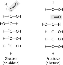 <strong>These two molecules are structural isomers.What is the difference between them? </strong> A)Only one of them has a double bond between carbon atoms. B)the number of carbon atoms C)the location of a double- bonded oxygen atom D)the number of hydrogen atoms