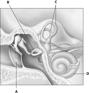 <strong>Which part of this figure depicting an ear is the cochlea? </strong> A)part A B)part B C)part C D)part D