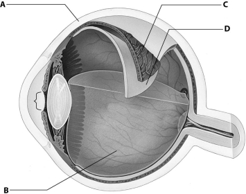 <strong>Which part of this figure depicting an eye is the retina? </strong> A)part A B)part B C)part C D)part D