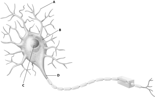 <strong>Which part of this diagram of a neuron depicts the axon? </strong> A)part A B)part B C)part C D)part D