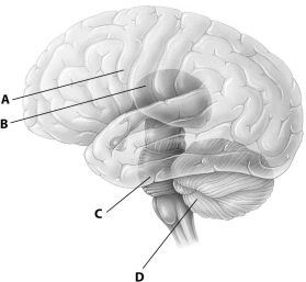 <strong>Which part of this diagram of the human brain depicts the cerebellum? </strong> A)part A B)part B C)part C D)part D