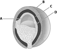 <strong>Which part of this figuring depicting a gastrula is the mesoderm? </strong> A)part A B)part B C)part C D)part D
