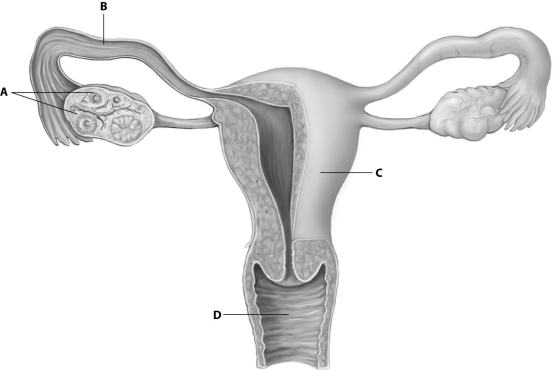 <strong>In which part of the human female reproductive system does fertilization normally take place? </strong> A)part A B)part B C)part C D)part D