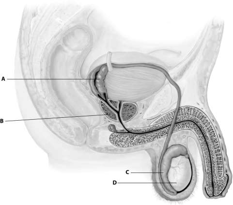 <strong>Which part of this figure depicting the human male reproductive system is the epididymis? </strong> A)part A B)part B C)part C D)part D