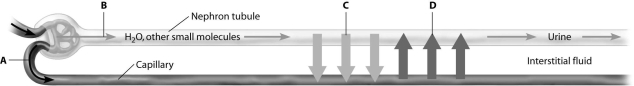 <strong>Which arrow in this schematic view of the nephron shows reabsorption? </strong> A)arrow A B)arrow B C)arrow C D)arrow D