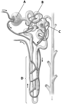 <strong>Which part of the nephron shown is its proximal tubule? </strong> A)part A B)part B C)part C D)part D