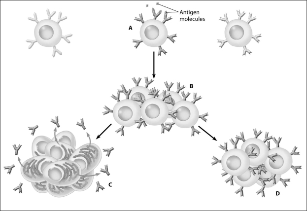 <strong>Which part of this figure shows an active plasma B cell? </strong> A)part A B)part B C)part C D)part D