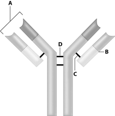<strong>Where is the antigen- binding site of this antibody? </strong> A)site A B)site B C)site C D)site D