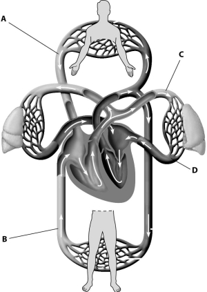 <strong>Which part of this figure depicts a pulmonary artery? </strong> A)part A B)part B C)part C D)part D