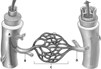 <strong>Which part of this figure depicts an arteriole? </strong> A)part A B)part B C)part C D)part D
