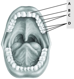 <strong>Which of these teeth is an incisor? </strong> A)tooth A B)tooth B C)tooth C D)tooth D