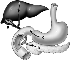 <strong>Which arrow shows the release of digestive enzymes by the pancreas? </strong> A)arrow A B)arrow B C)arrow C D)arrow D