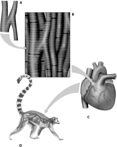<strong>Which part of this figure shows a complete organ system? </strong> A)part A B)part B C)part C D)part D