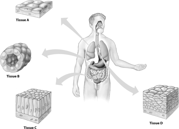 <strong>Which type of epithelial tissue shown is a stratified tissue? </strong> A)tissue A B)tissue B C)tissue C D)tissue D