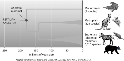 <strong>According to this figure,during what time frame was there an adaptive radiation of eutherians? </strong> A)from 100 million years ago to the present B)about 170 million years ago C)about 200 million years ago D)from 140 to 100 million years ago