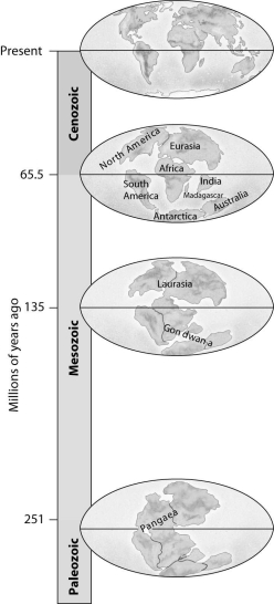 <strong>According to this figure,if a species were found only in Laurasia 135 million years ago,on which modern continents would its descendants most likely be found today? </strong> A)North America,Europe,and Asia B)Africa and South America C)Europe and Asia only D)North America only