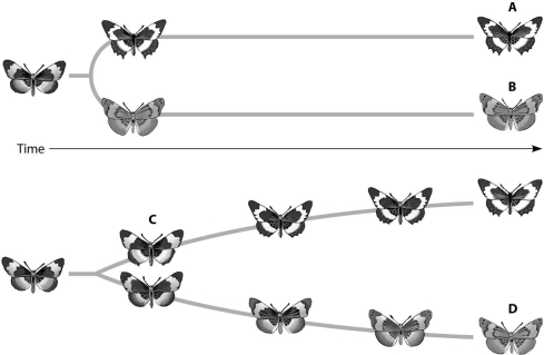 Which butterfly has changed gradually but significantly from its ancestor through microevolutionary events that were not part of a speciation event?  