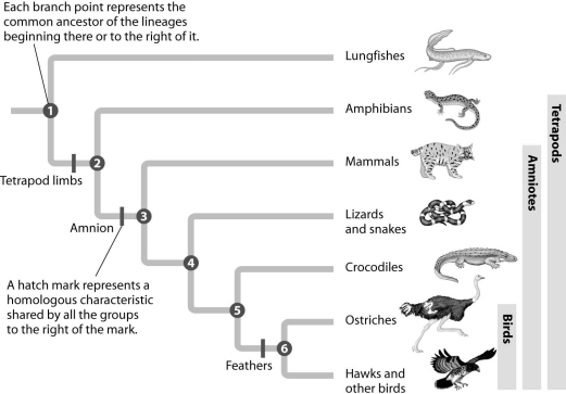<strong>According to this figure,which pair of organisms shares the most recent common ancestor? </strong> A)lungfish and amphibian B)lizard and ostrich C)amphibian and lizard D)mammal and crocodile