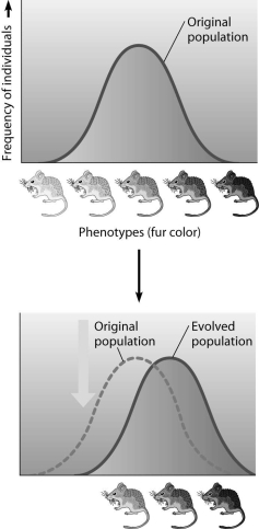 <strong>Which statement best describes the mode of selection depicted in the figure? </strong> A)directional selection,changing the average color of the population over time B)stabilizing selection,changing the average color of the population over time C)directional selection,favoring the average individual D)disruptive selection,favoring the average individual