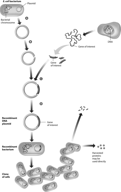 <strong>Which step in this process requires use of restriction enzymes? </strong> A)step A B)step B C)step C D)step D