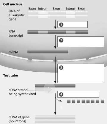<strong>Which step in the creation of cDNA involves the use of reverse transcriptase? </strong> A)step 1 B)step 2 C)step 3 D)step 4