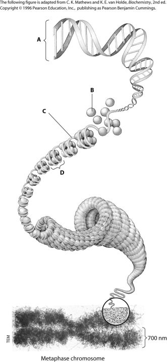 <strong>Which structure in this figure shows one complete nucleosome? </strong> A)structure A B)structure B C)structure C D)structure D