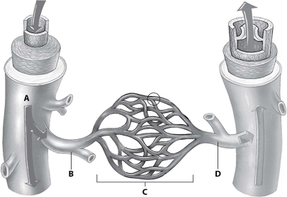 <strong>Which part of this figure depicts an arteriole? </strong> A)part A B)part B C)part C D)part D
