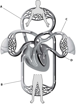 <strong>In which part of this figure would blood have the lowest oxygen content? </strong> A)part A B)part B C)part C D)part D