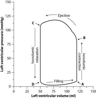 <strong>After reading the paragraphs below, answer the questions that follow. To evaluate cardiac function, scientists and physicians measure both the pressure and the volume inside the heart. When both pressure and volume data are plotted on the same graph, the resulting graph is called a pressure-volume loop. To create a pressure-volume loop, a catheter (a thin tube) is inserted into the vessels of the heart, and measurements of both left ventricular pressure and left ventricular volume are taken. The data are plotted on a graph, and cardiac function can then be evaluated from the distribution of the data and the shape of the loop. The figure below shows a typical left ventricle pressure-volume loop for a healthy young adult. The cardiac cycle proceeds counterclockwise. Each complete turn around the loop (for example, starting at point A and ending back at point A) represents one complete cardiac cycle. How much blood is ejected from the left ventricle during one contraction?</strong> A)35 mL B)65 mL C)70 mL D)135 mL
