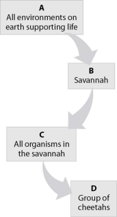 <strong>Which level in the hierarchy shown is a community? </strong> A)level A B)level B C)level C D)level D