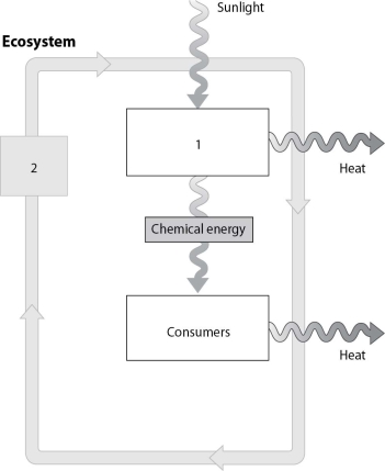<strong>The box numbered 2 represents which of the following? </strong> A)the cycling of energy B)decomposers acting on all parts of the system C)the cycling of matter D)gases in the atmosphere that can block sunlight