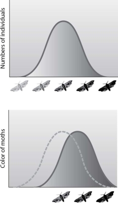 When a lepidopterist examined museum specimens of a particular moth species, she noticed that the variation in color was distributed as shown in the first graph. She was surprised because her data indicated the distribution of colors shown in the second graph. Which of the following hypotheses about the cause of this shift in the range of genetic variation is the most likely to be supported by examination of the distribution of colors in a collection assembled at a time between that of the collection of the museum specimens and her current specimens?