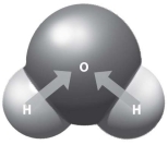<strong>Which of these models is best studied through a systems approach?</strong> A)model of O₂/CO₂ exchange in a leaf B)model of arrangements of atoms in a molecule C)model of the biogeochemical cycling of nutrients D)model of skin color inheritance