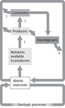 <strong>Which of these models is best studied through a systems approach?</strong> A)model of O₂/CO₂ exchange in a leaf B)model of arrangements of atoms in a molecule C)model of the biogeochemical cycling of nutrients D)model of skin color inheritance