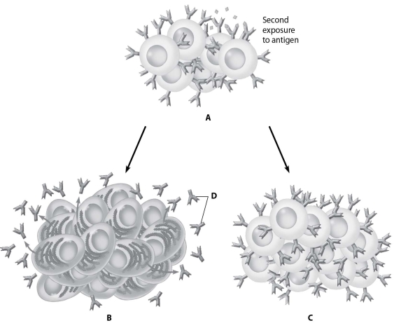 <strong>Which part of this figure shows a clone of memory cells?  </strong> A)part A B)part B C)part C D)part D <div style=padding-top: 35px> 