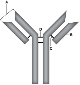 <strong>Where is the antigen-binding site of this antibody?  </strong> A)site A B)site B C)site C D)site D <div style=padding-top: 35px> 