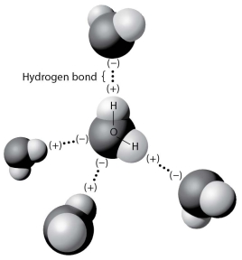 The figure below shows five water molecules. The hydrogen bonds shown in this figure are each