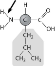 <strong>Below is the structure of leucine, an amino acid. What type of bond is the arrow pointing to? </strong> A)a nonpolar covalent bond B)a polar covalent bond C)an ionic bond D)a hydrogen bond
