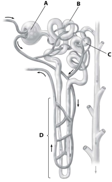 Which part of the nephron shown is its proximal tubule?